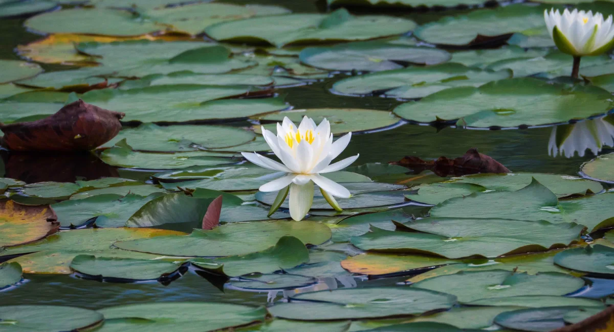 Blockading Pornography Rituals